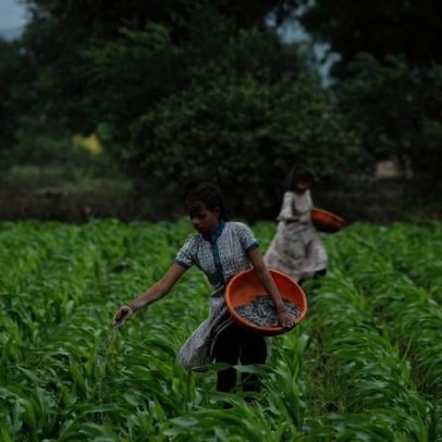 Agricultores indianos temem que novas usinas de etanol restrinjam água