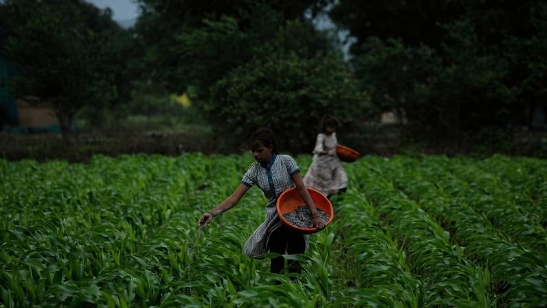 Jovens fertilizam plantação de milho em fazenda na Índia