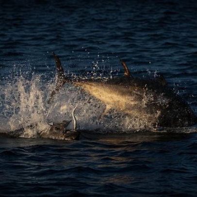 Peixes de sangue quente podem superaquecer com crise climática
