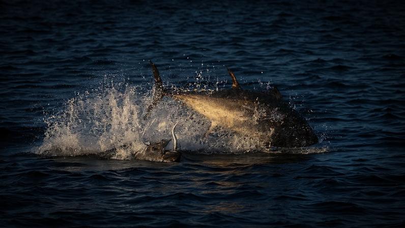 Atum grande salta para fora da água do mar, criando respingos ao seu redor. A superfície do mar está agitada pela movimentação do peixe.