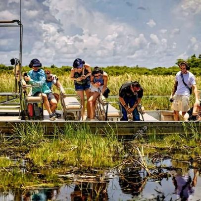 Fazenda nos Everglades permite avistar aligátores, primos dos jacarés