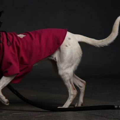 Nova lei estabelece custódia compartilhada de pets após separação de casais
