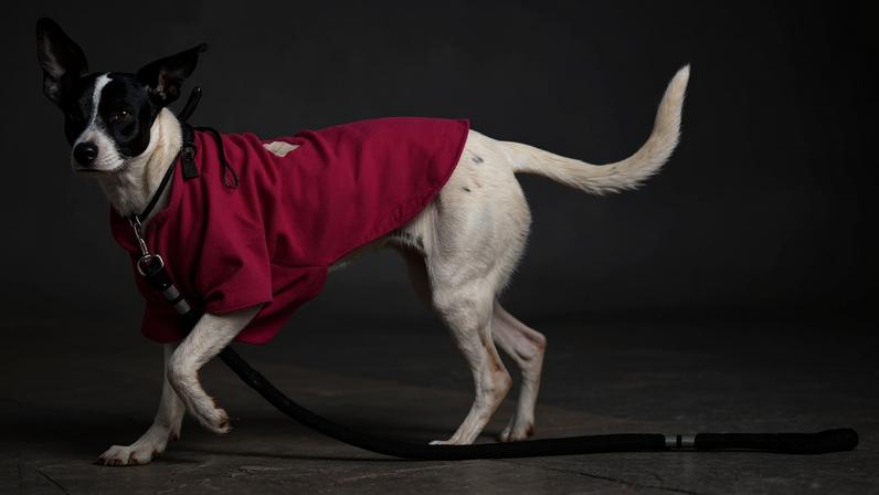 Cachorro anda em dia frio no Largo da Batata, em São Paulo