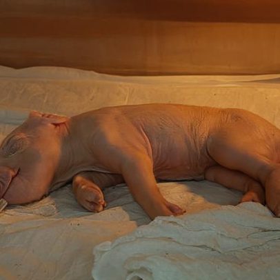 Brasileiros clonam 1º porco para transplante de órgãos em humanos