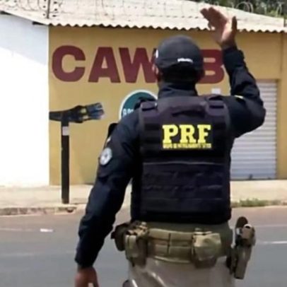Caça ilegal deixa rastros nas rodovias e afeta fauna brasileira