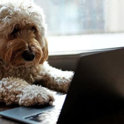 Pesquisadores avançam para entender o que os animais querem dizer