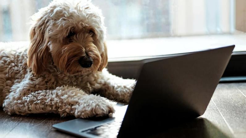 Ferramentas de inteligência artificial estão ajudando a compreender a língua dos animais