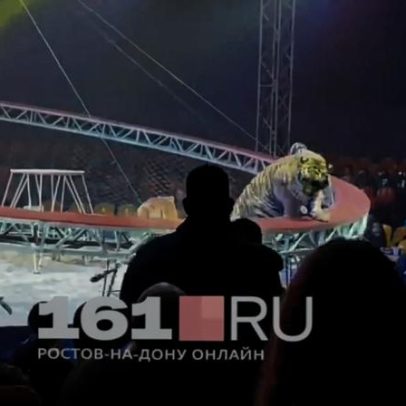 Tigre salta para a plateia em circo na Rússia; vídeo registra incidente