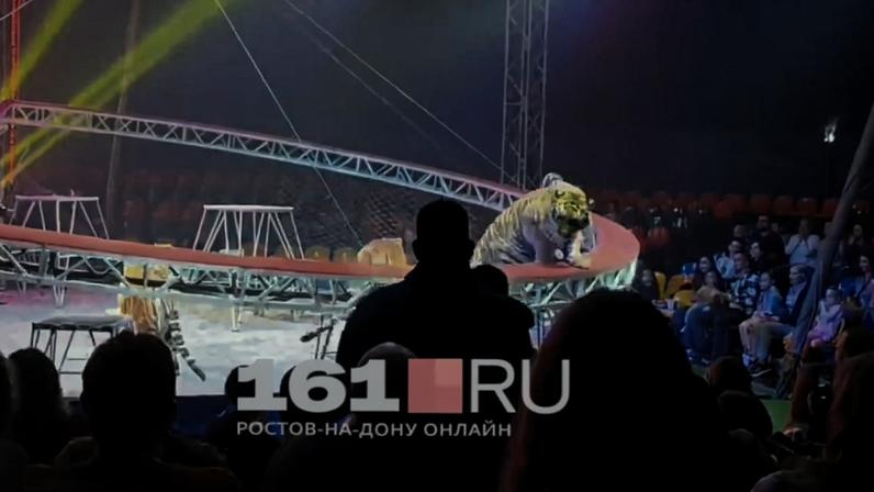 Momento em que grade de proteção cai e tigre pula em direção à plateia de circo na Rússia