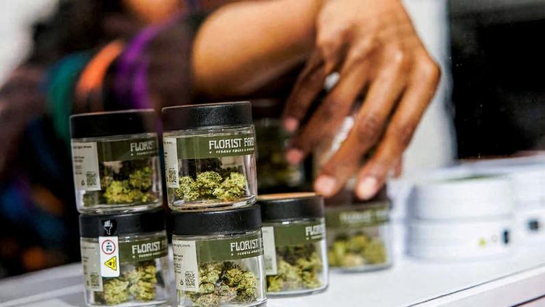 Funcionária organizando flores de cannabis em loja de Manhattan