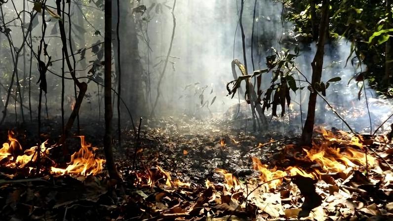 Fogo consome folhas secas no chão de uma floresta com árvores finas e fumaça densa que dificulta a visibilidade ao fundo.