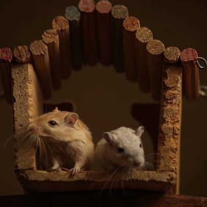 Petz e Cobasi lideram entre pet shops em São Paulo, aponta Datafolha