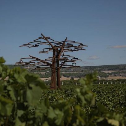 Vinho melhora com o tempo? Entenda o envelhecimento do Vega Sicilia