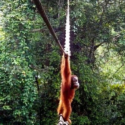 Orangotango flagrado usando ponte artificial em ilha da Indonésia