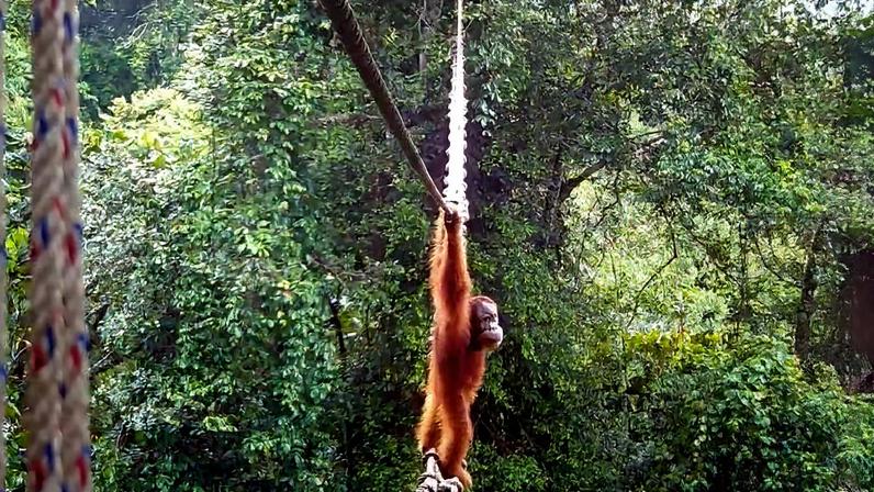 Orangotango usa ponte arficial em Sumatra, na Indonésia