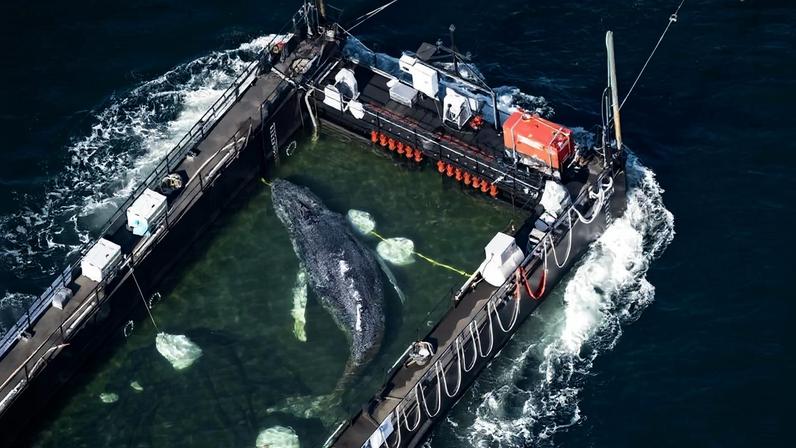 A baleia-jubarte Timmy, resgatada em balsa especial rumo ao Mar do Norte