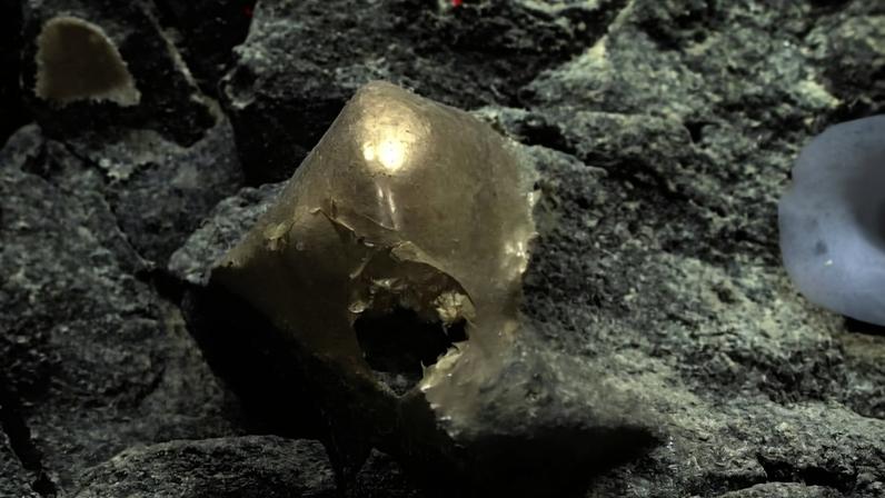 Parte de anêmona sobre uma rocha no fundo do mar perto do Alasca, em 30 de agosto de 2023