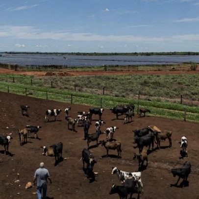 Brasil proíbe antibióticos na engorda de animais para evitar resistência