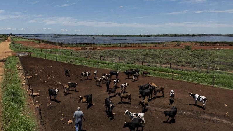 Rebanho pasta em fazenda em Minas Gerais