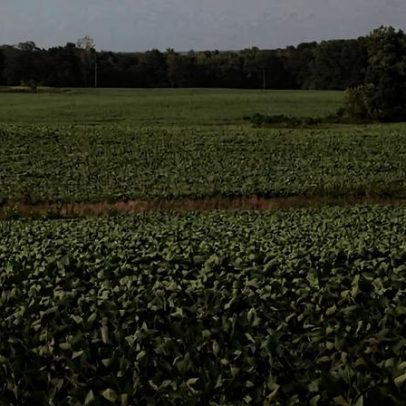 Tarifas a países parceiros geram preocupação de sojicultor americano