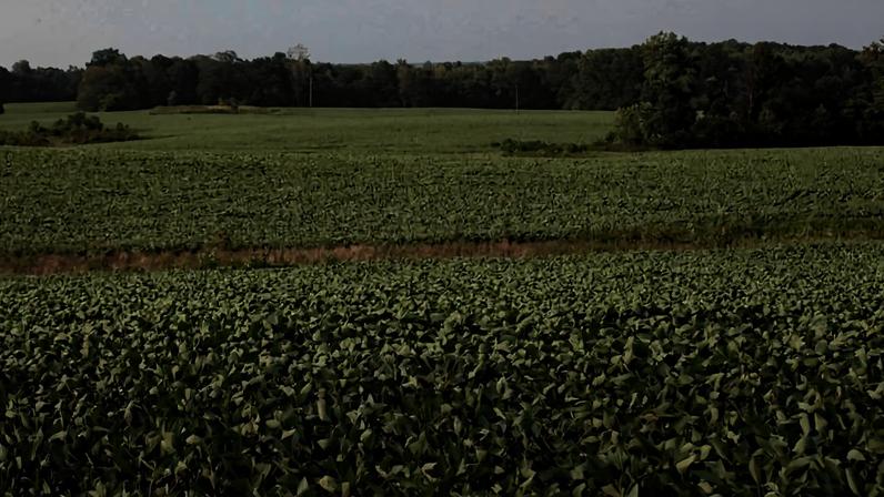 Plantação de soja na cidade de Oakland City, em Indiana, nos EUA