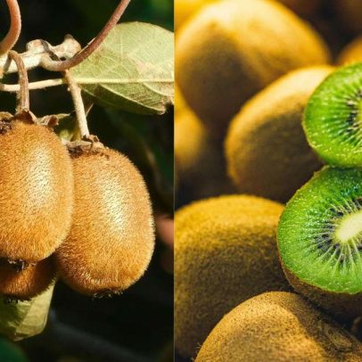 Como plantar kiwi no quintal: guia simples e eficaz