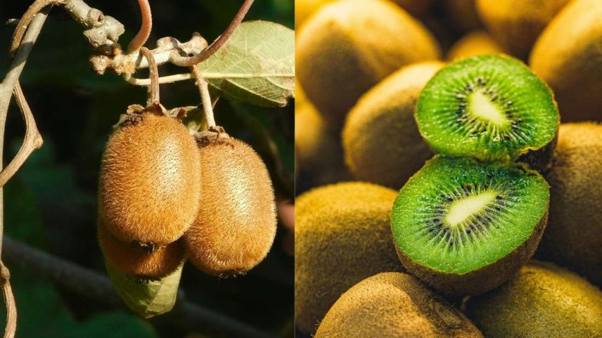 Quer ter um pé de kiwi em casa? Veja as dicas