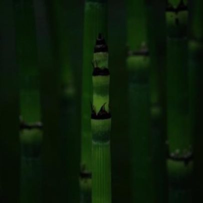 Bambu: mitos antigos e a ciência atual