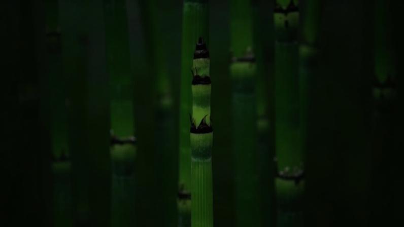 Bambu: mitos antigos e a ciência atual