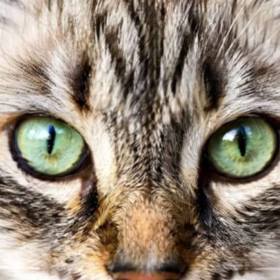 Animais com visão aguçada percebem quase tudo ao redor