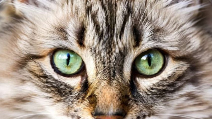 Animais com visão aguçada percebem quase tudo ao redor