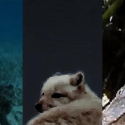 Camuflagem natural de animais revela estratégia de sobrevivência