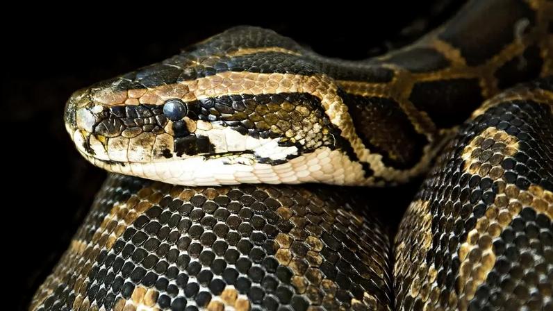 Jiboia emite voz única ao enfrentar predadores