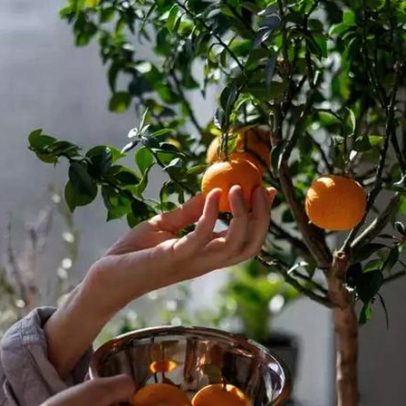 Quatro árvores frutíferas que podem ser plantadas em vasos