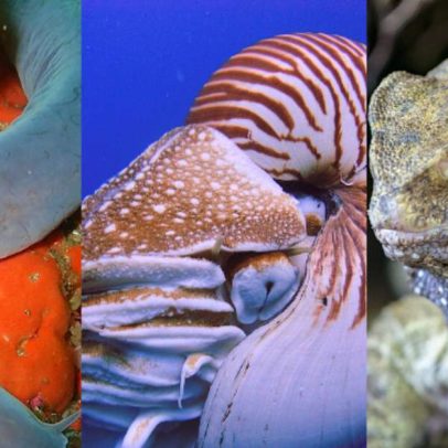 Animais que habitam a Terra há milhões de anos