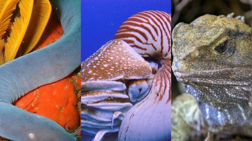 Foto: Montagem/Wikimedia Commons