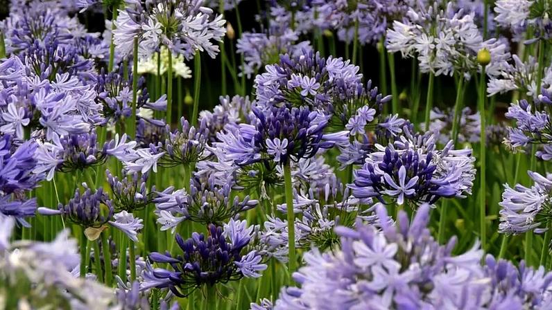 Lírio-do-Nilo tricolor: conheça as cores e curiosidades do agapanto
