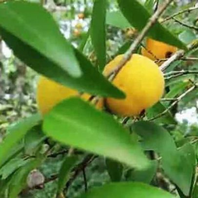 Uvaia, fruta da Mata Atlântica, tem até 4x mais vitamina C que a laranja