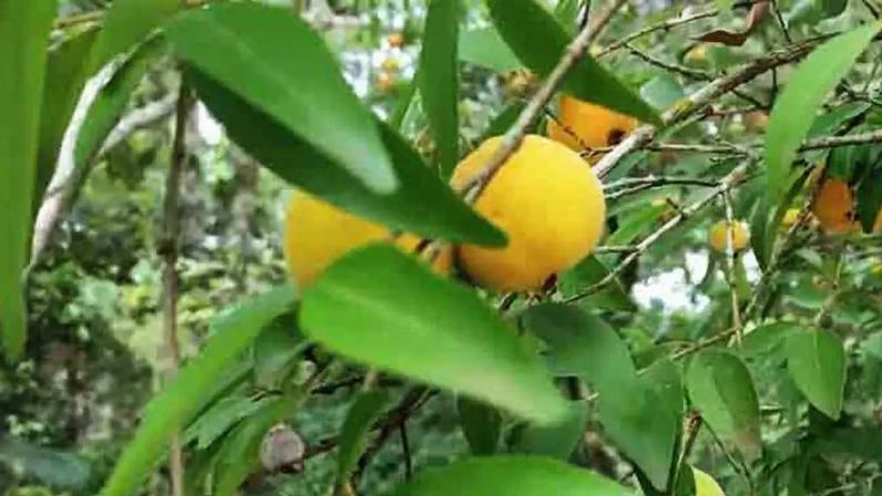 Uvaia, fruta da Mata Atlântica, tem até 4x mais vitamina C que a laranja