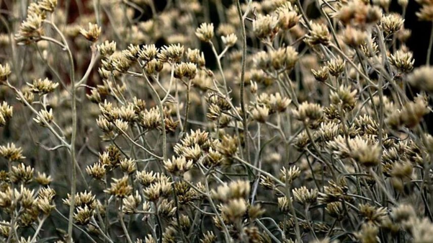 A macela (ou marcela) é uma planta medicinal nativa da América do Sul