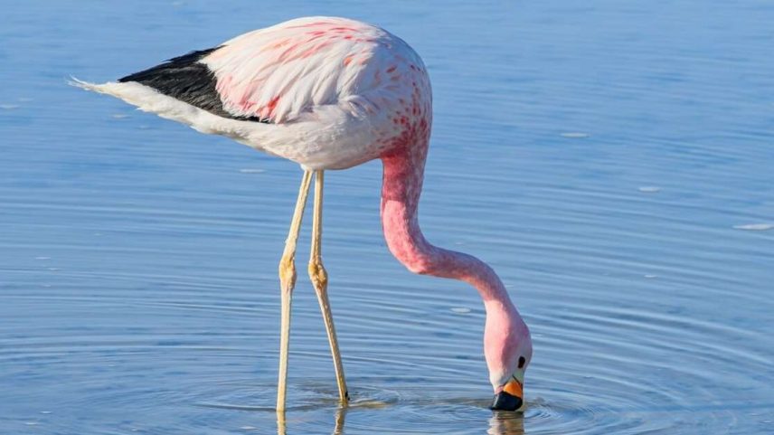 Os hábitos alimentares dos animais na natureza variam bastante de acordo com a espécie