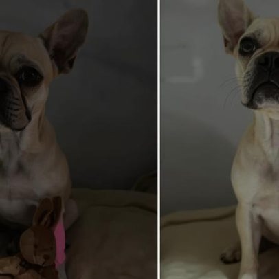 Filhote de buldogue francês fica estável após ingerir 50 pedras de crack