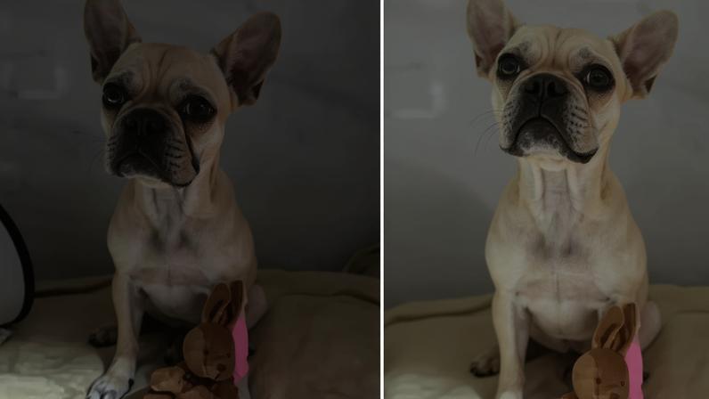 Uma filhote de buldogue francês, chamada Antonieta, sobreviveu a um grave incidente