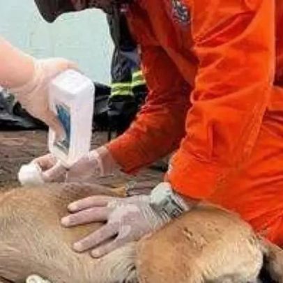 Voluntário lidera operação de ajuda a famílias e animais em Rio Bonito do Iguaçu