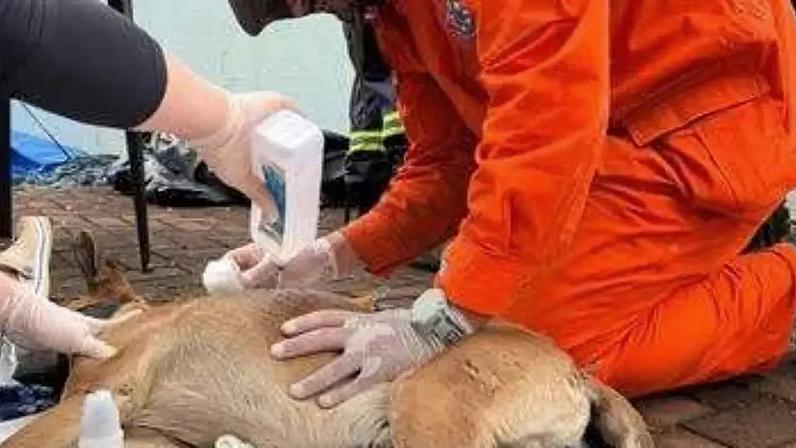 Andrei Loan atendando animais em Rio Bonito