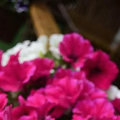 Petúnia: origem, características e dicas simples de cultivo