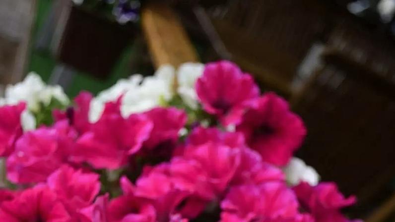 Petúnia: origem, características e dicas simples de cultivo