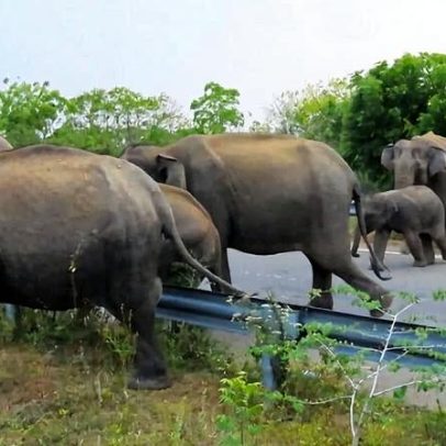 Projeto de parque solar em área de elefantes no Sri Lanka preocupa