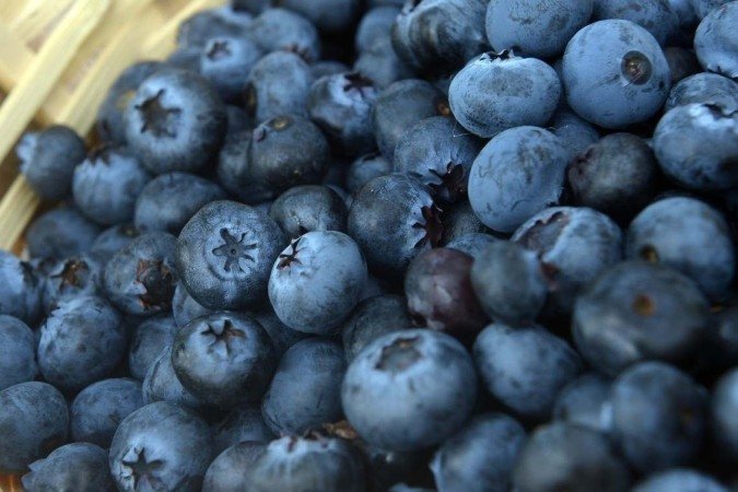 A produção se concentra no Sul do país, mas ganhou espaço na capital federal, região estratégica para os produtores rurais das famosas frutinhas azul-arroxeadas - (crédito: Ed Alves/CB/DA.Press)
