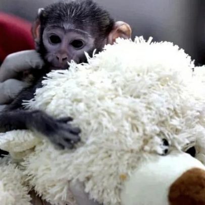 Macaco no México adota pelúcia em zoo, após caso no Japão